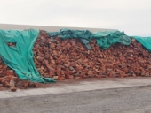42_firewood_pile